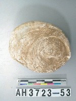 藏品(小型螺蓋製貝刮器)的圖片